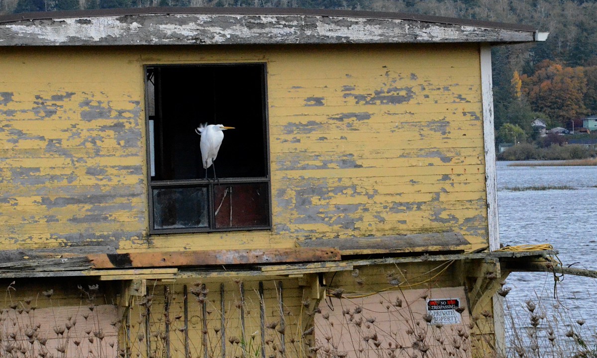 Airone bianco maggiore - ML644379720