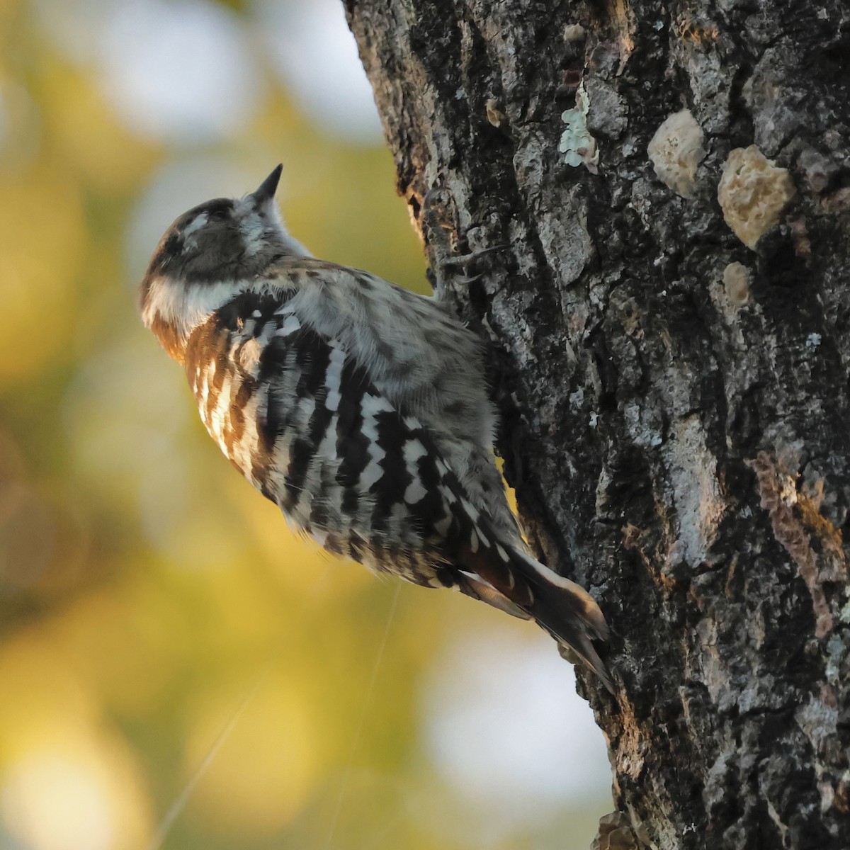 Japanese Pygmy Woodpecker - ML644379721
