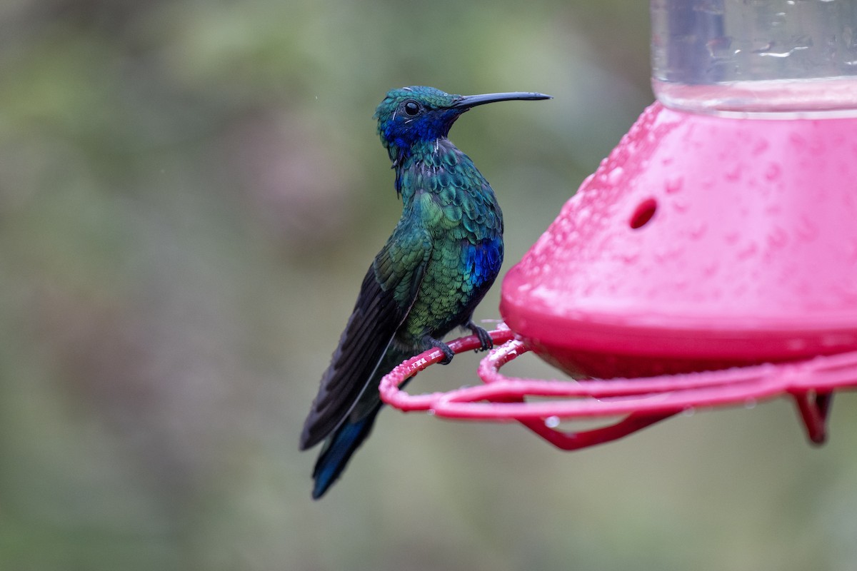 fiolørekolibri - ML644379736