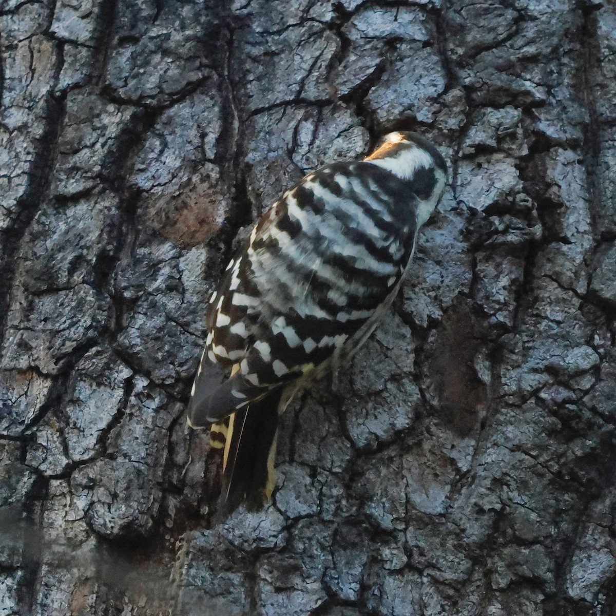 Japanese Pygmy Woodpecker - ML644379755