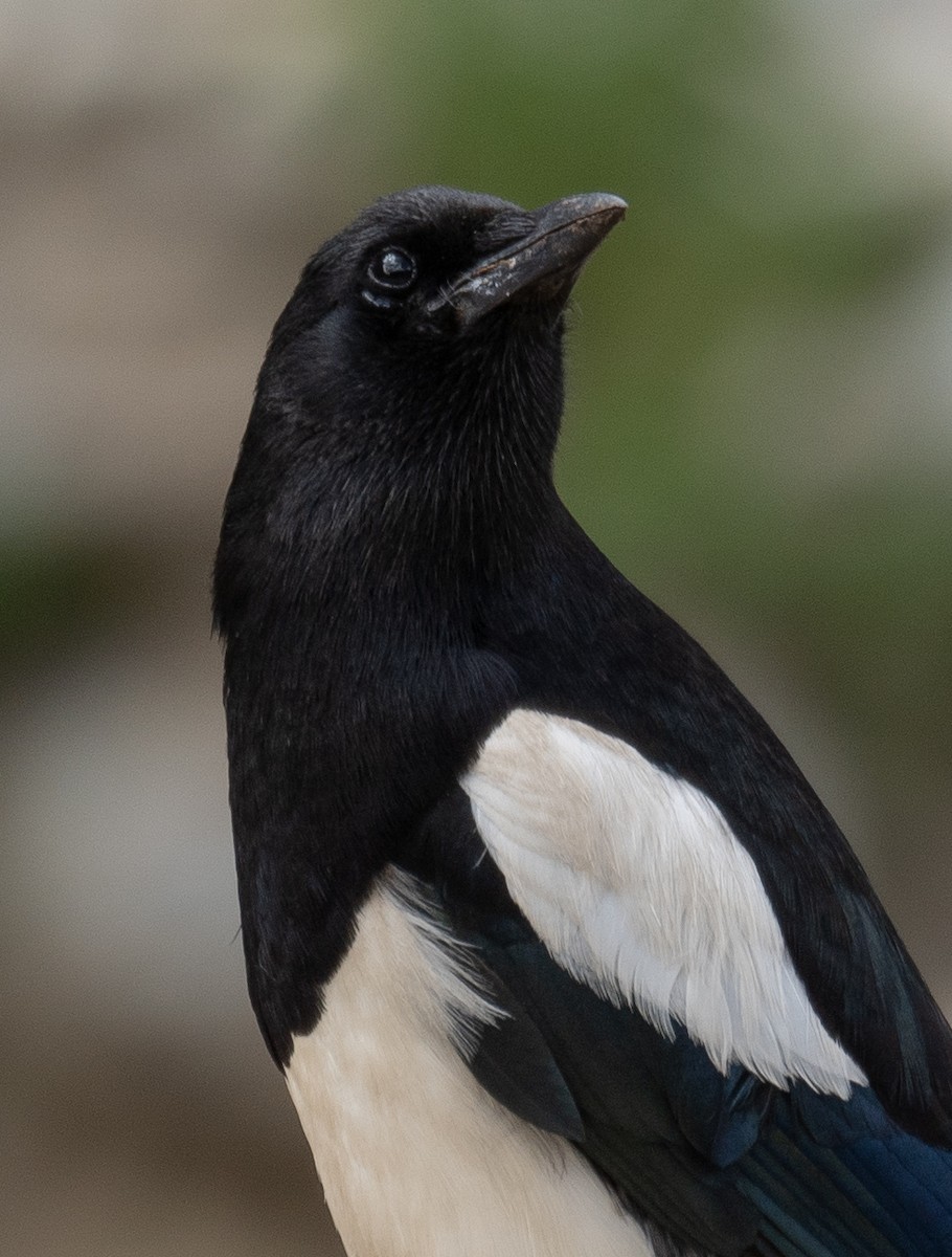 Black-rumped Magpie - ML644379761