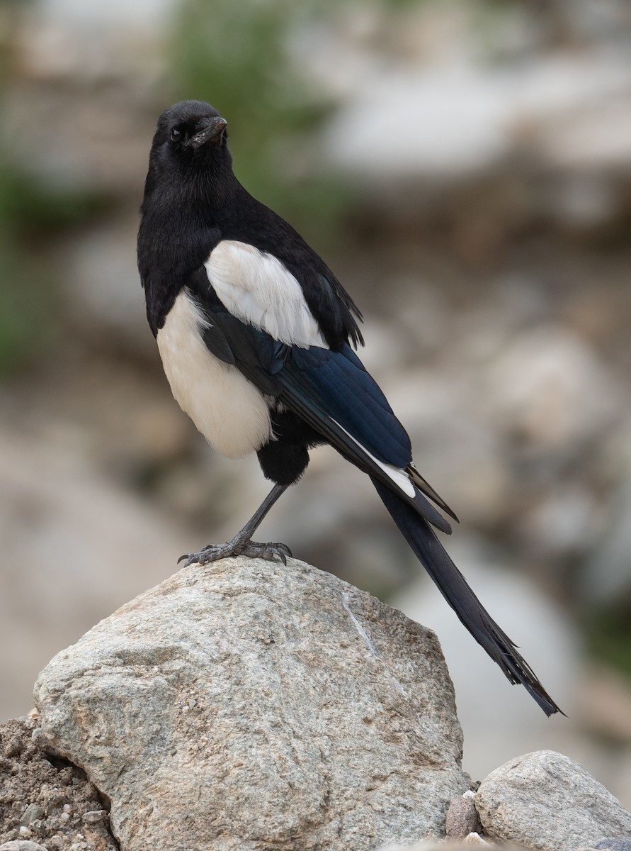 Black-rumped Magpie - ML644379762