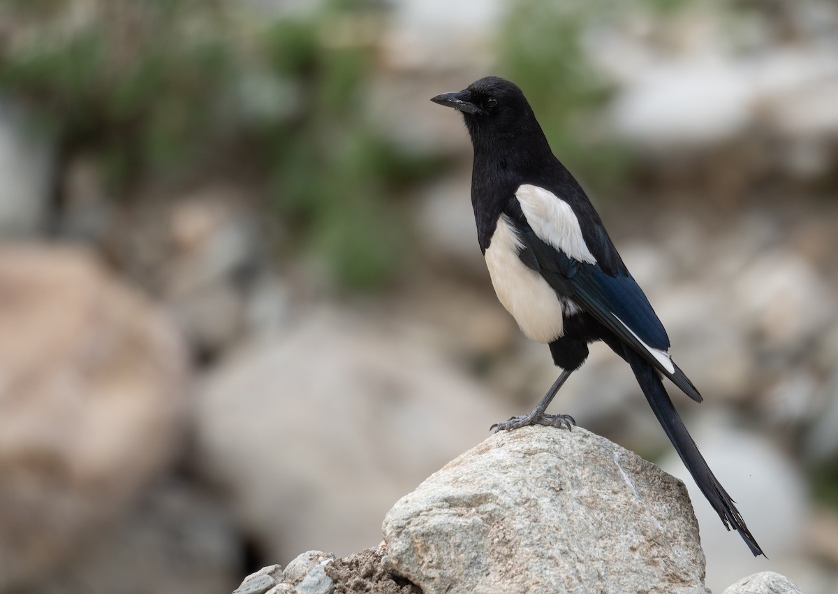 Black-rumped Magpie - ML644379763
