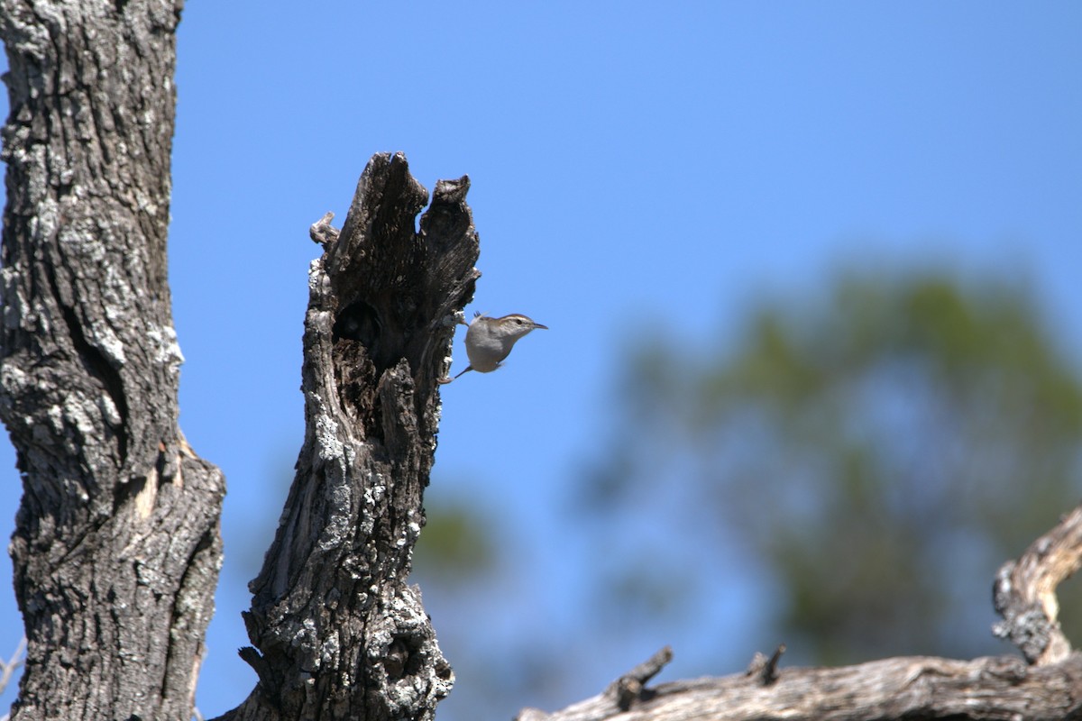 Bewick's Wren - ML644379774