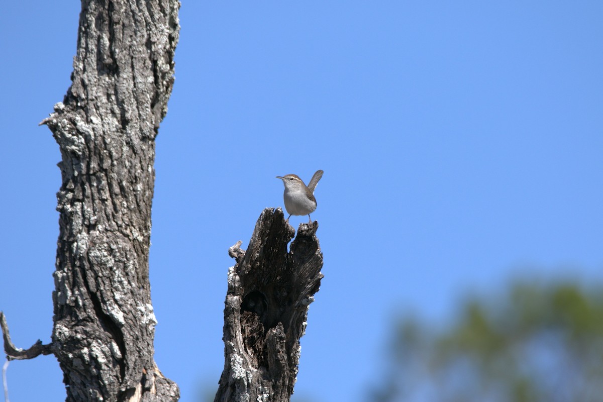 Bewick's Wren - ML644379783