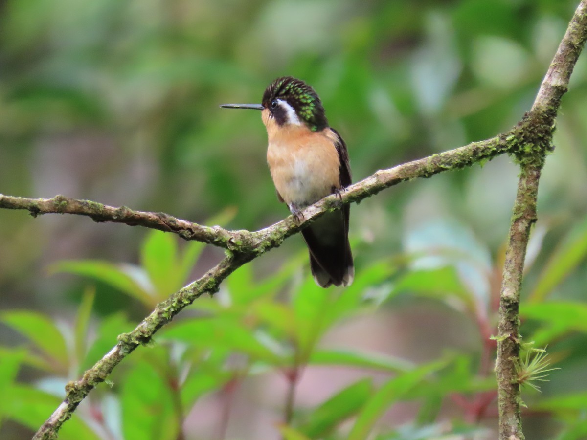 Mor Gerdanlı Dağmücevheri - ML644379806