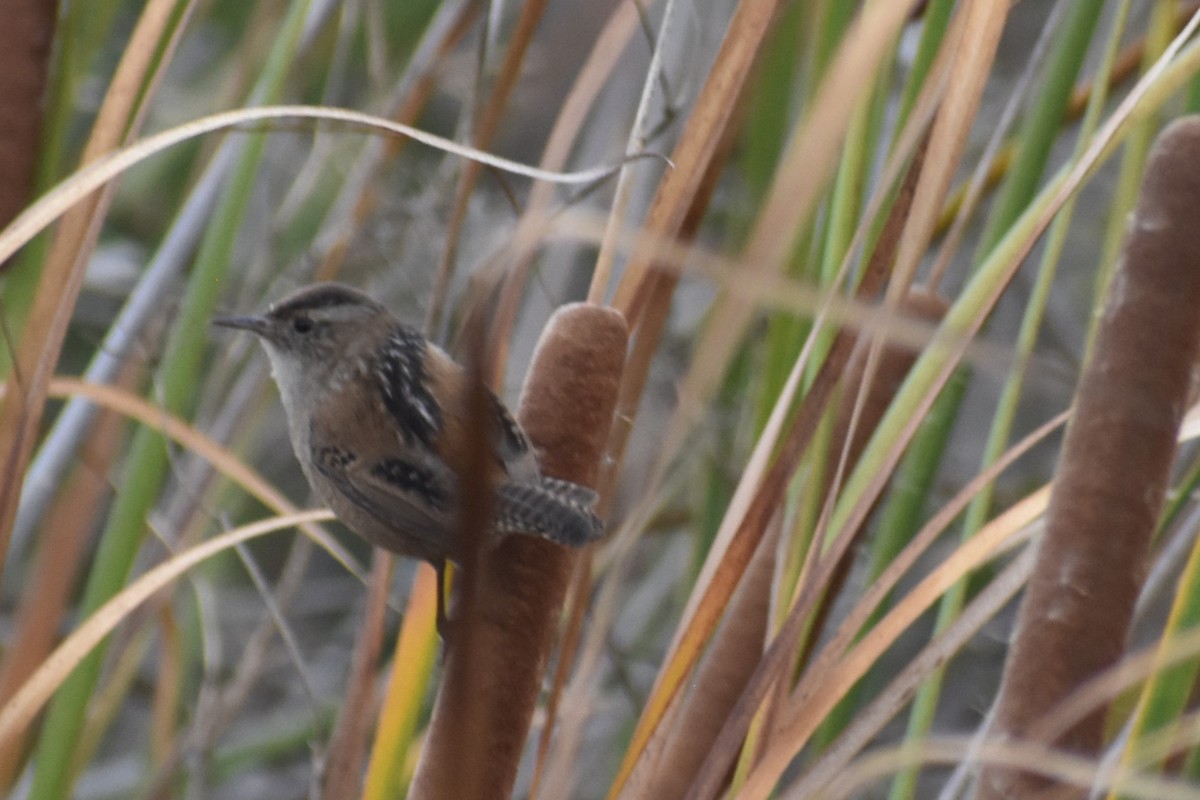 Marsh Wren - ML644379808