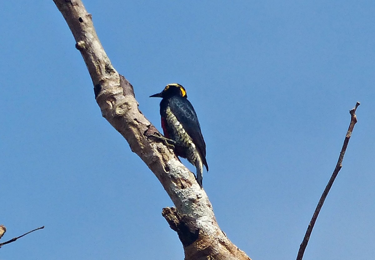 Pic à chevron d'or - ML644379810