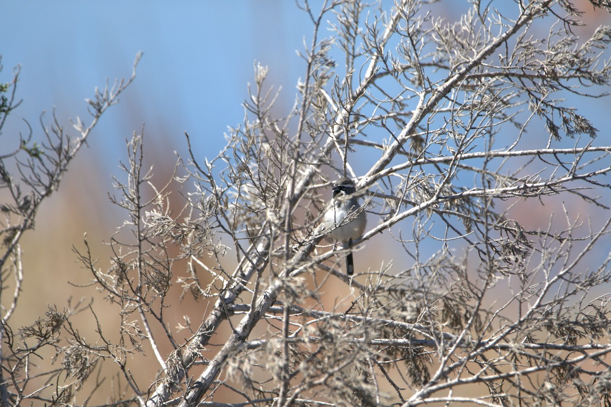 Black-throated Sparrow - ML644379813