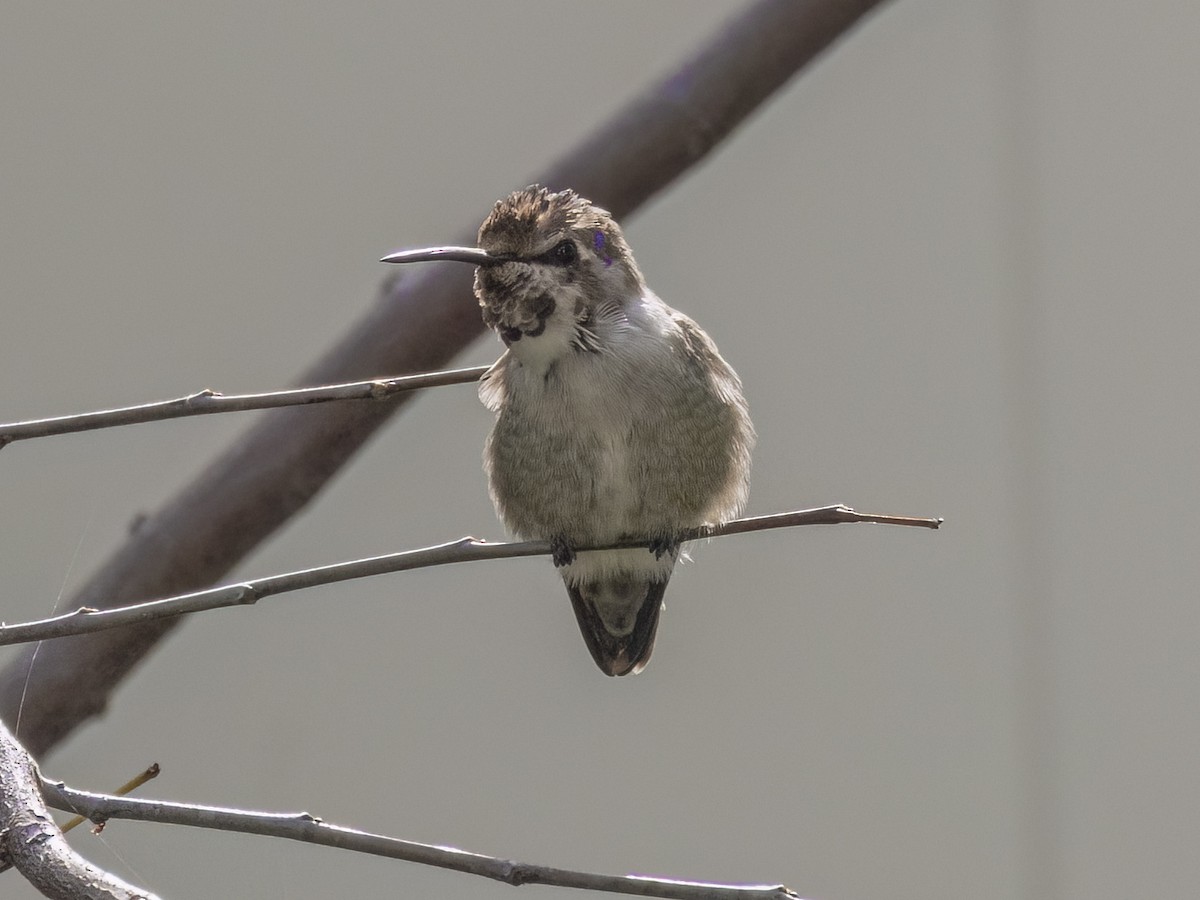 Costa's Hummingbird - ML644379816