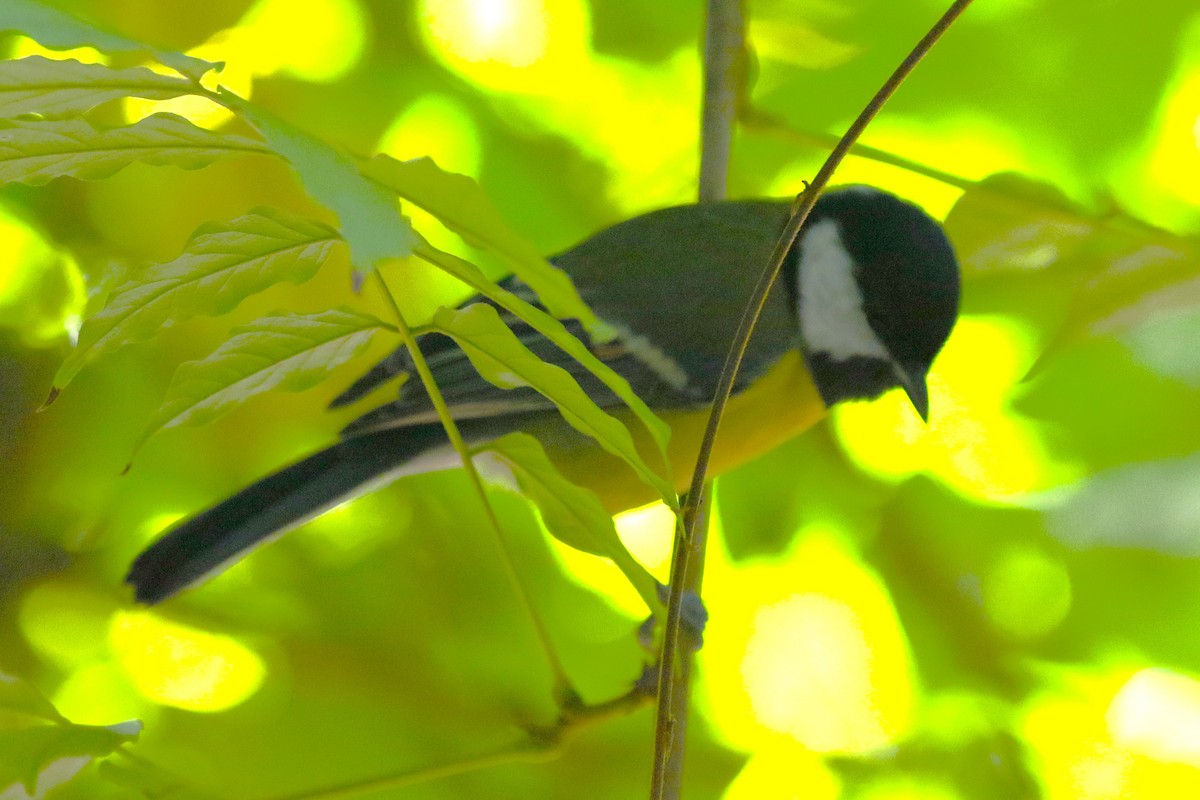 kjøttmeis - ML644379817