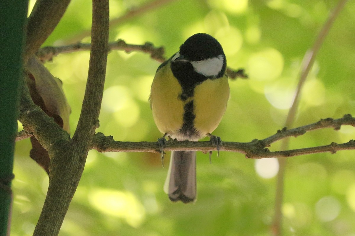 kjøttmeis - ML644379818