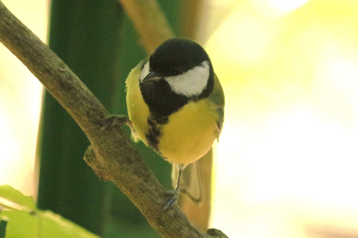 kjøttmeis - ML644379819