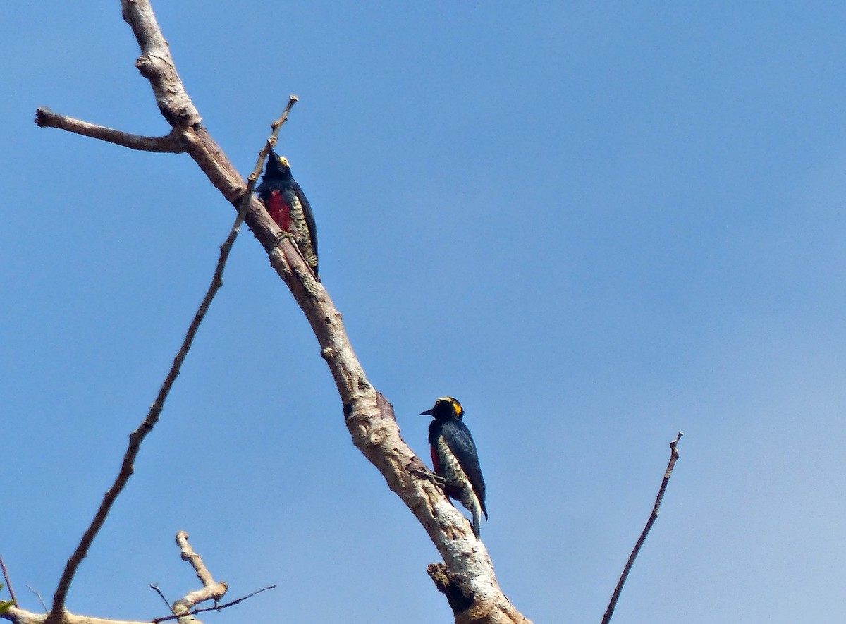 Pic à chevron d'or - ML644379820