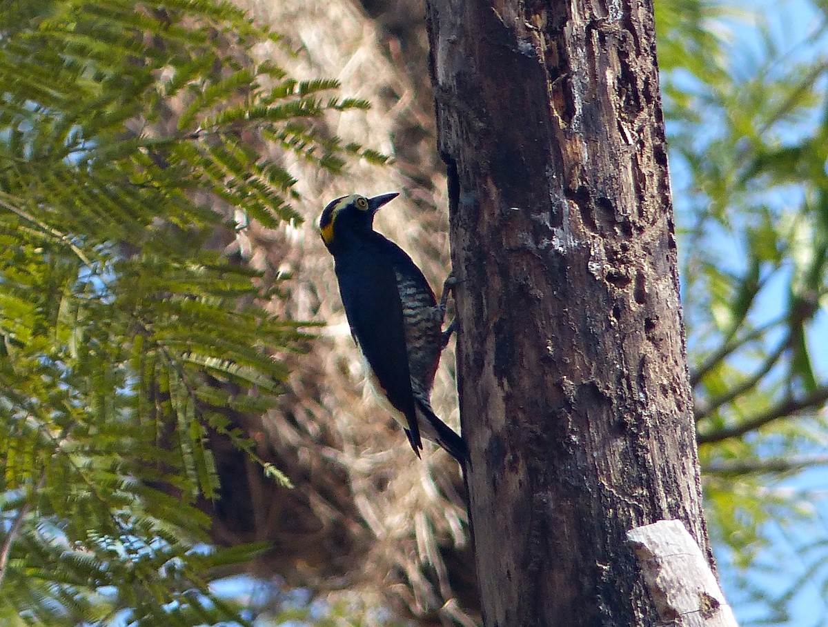 Pic à chevron d'or - ML644379821