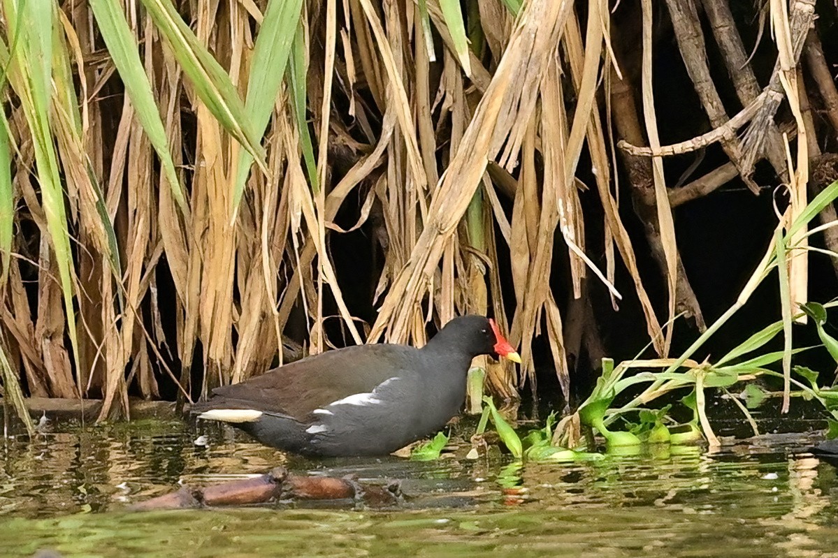 slípka zelenonohá - ML644379824