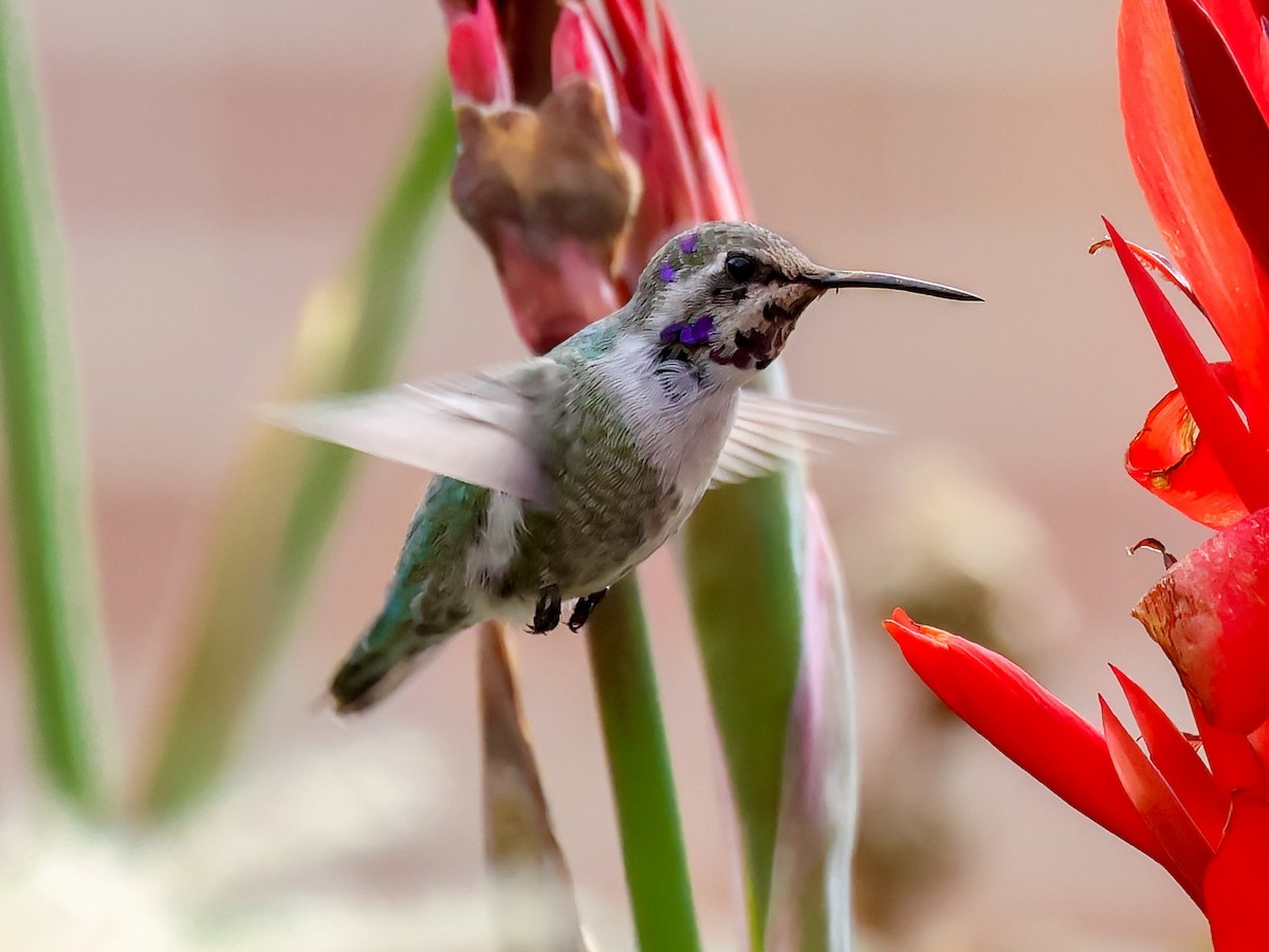 Costa's Hummingbird - ML644379826