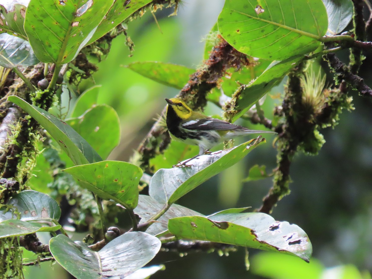 Black-throated Green Warbler - ML644379830