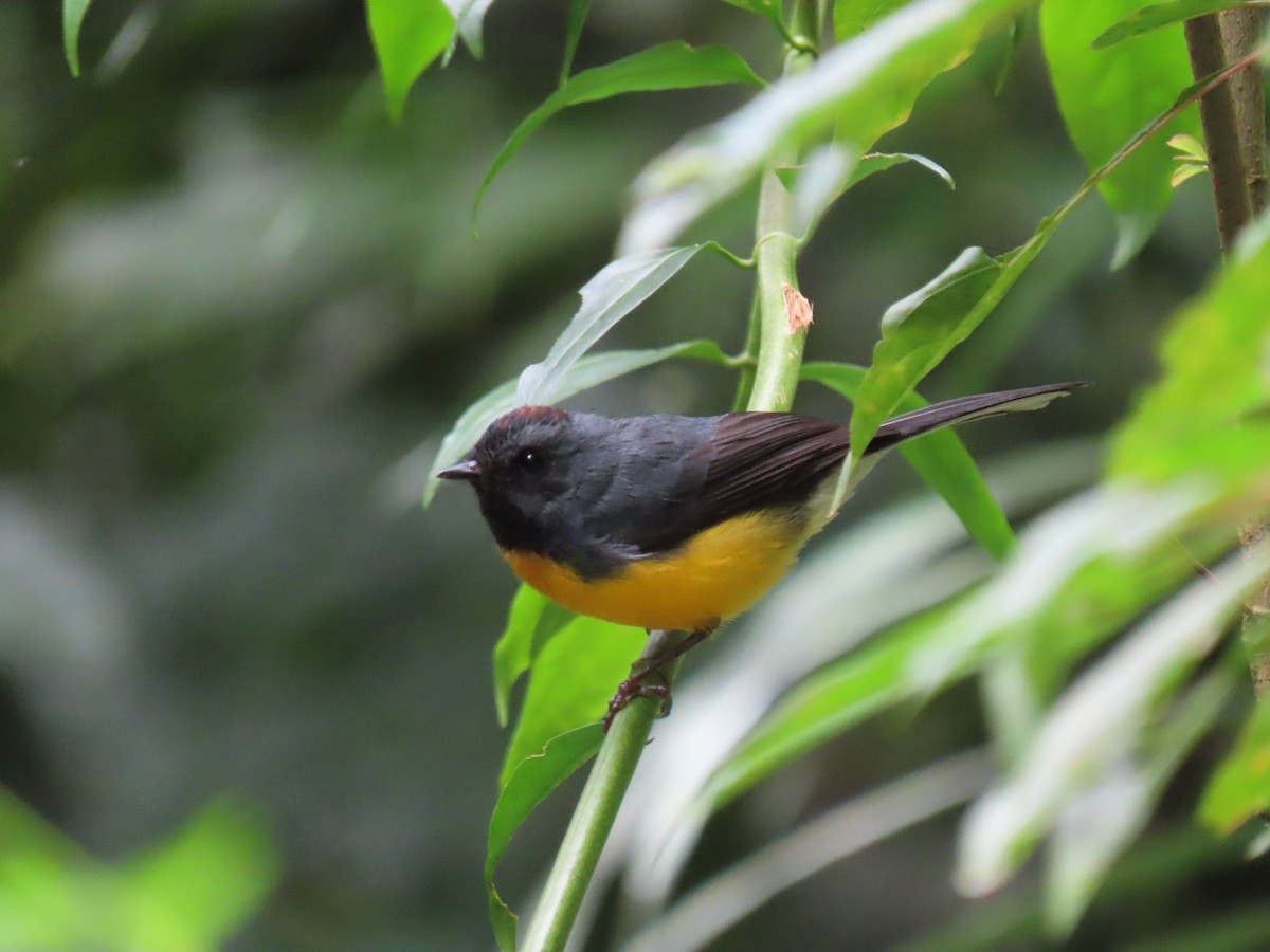 Slate-throated Redstart - ML644379837