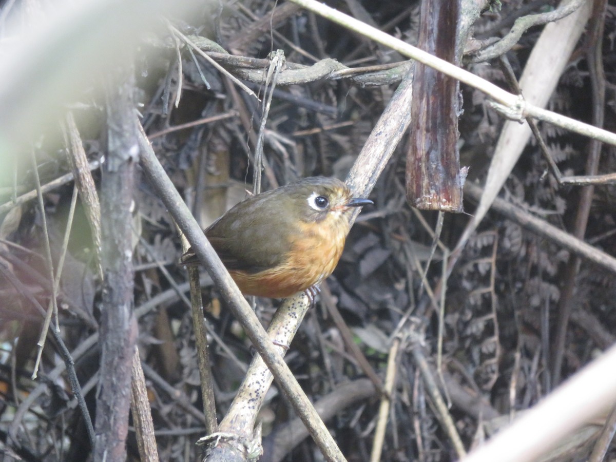 Leymebamba Antpitta - ML644379848