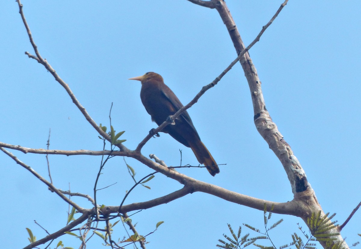 セアカオオツリスドリ - ML644379850