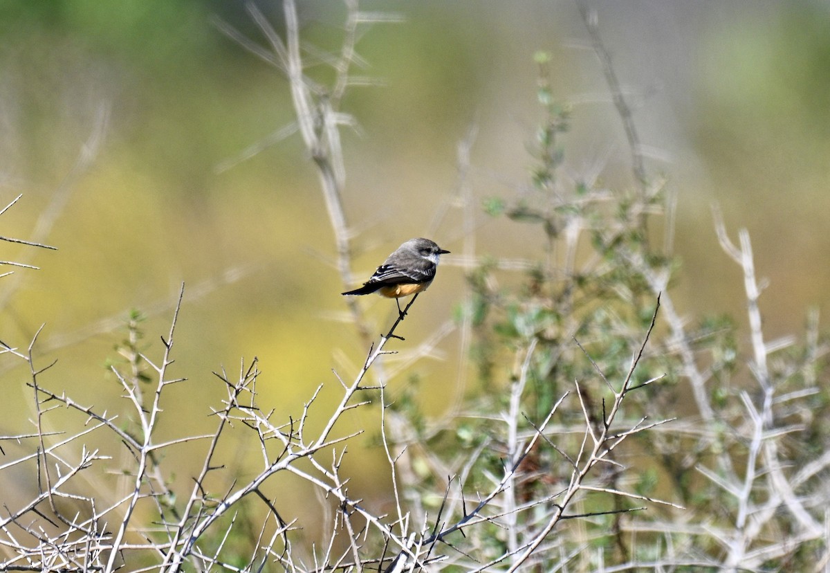 Vermilion Flycatcher - ML644379854