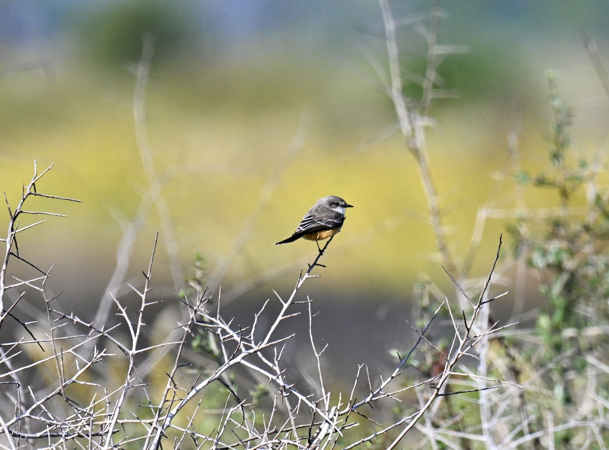 Vermilion Flycatcher - ML644379855
