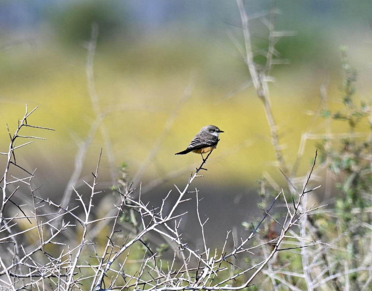 Vermilion Flycatcher - ML644379856