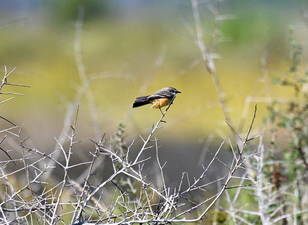 Vermilion Flycatcher - ML644379857