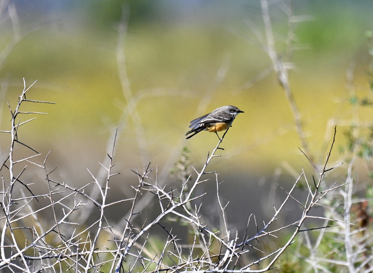 Vermilion Flycatcher - ML644379859
