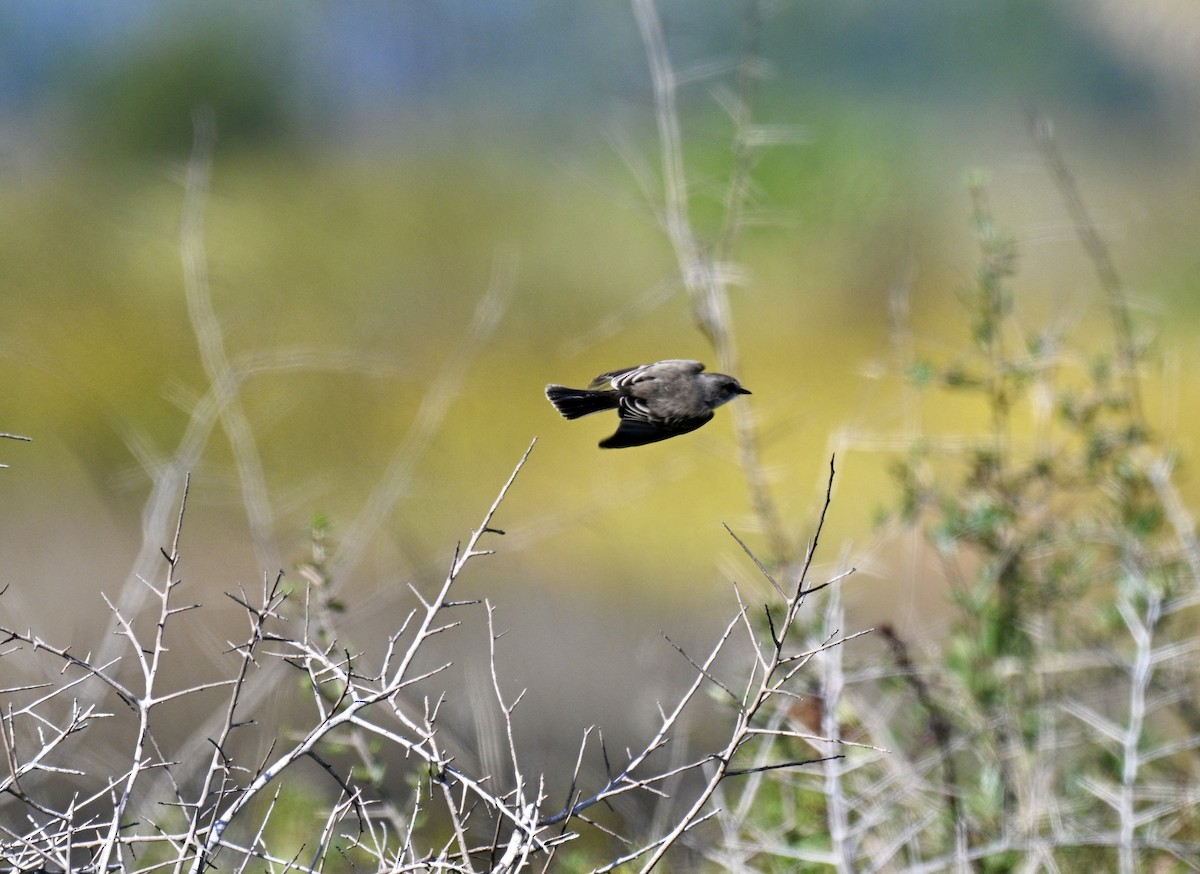 Vermilion Flycatcher - ML644379860