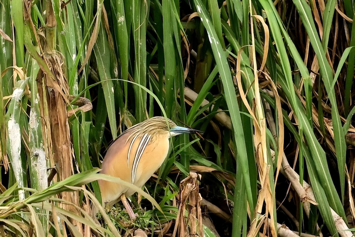 volavka vlasatá - ML644379866