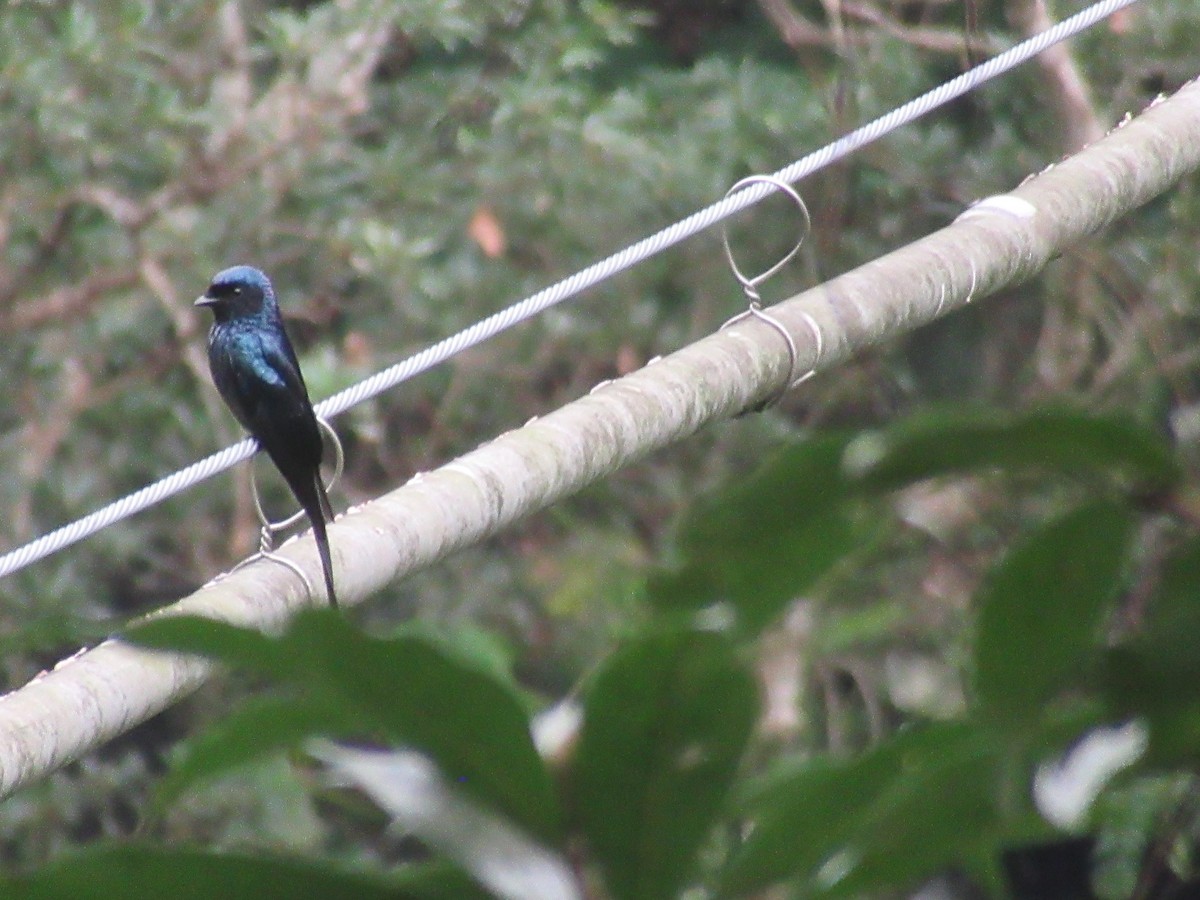 Bronzed Drongo - ML644379890