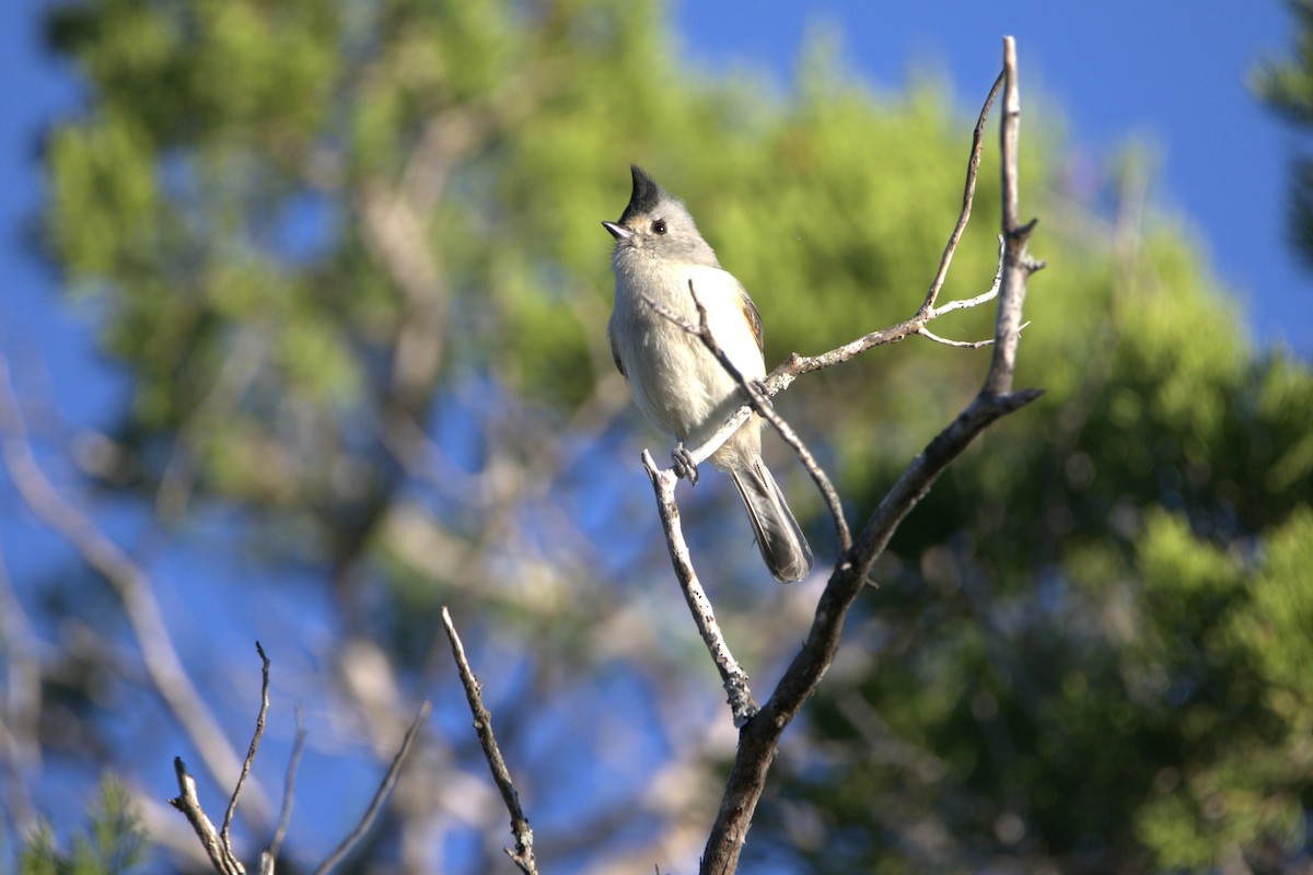 Чернохохлая гренадерка - ML644379893