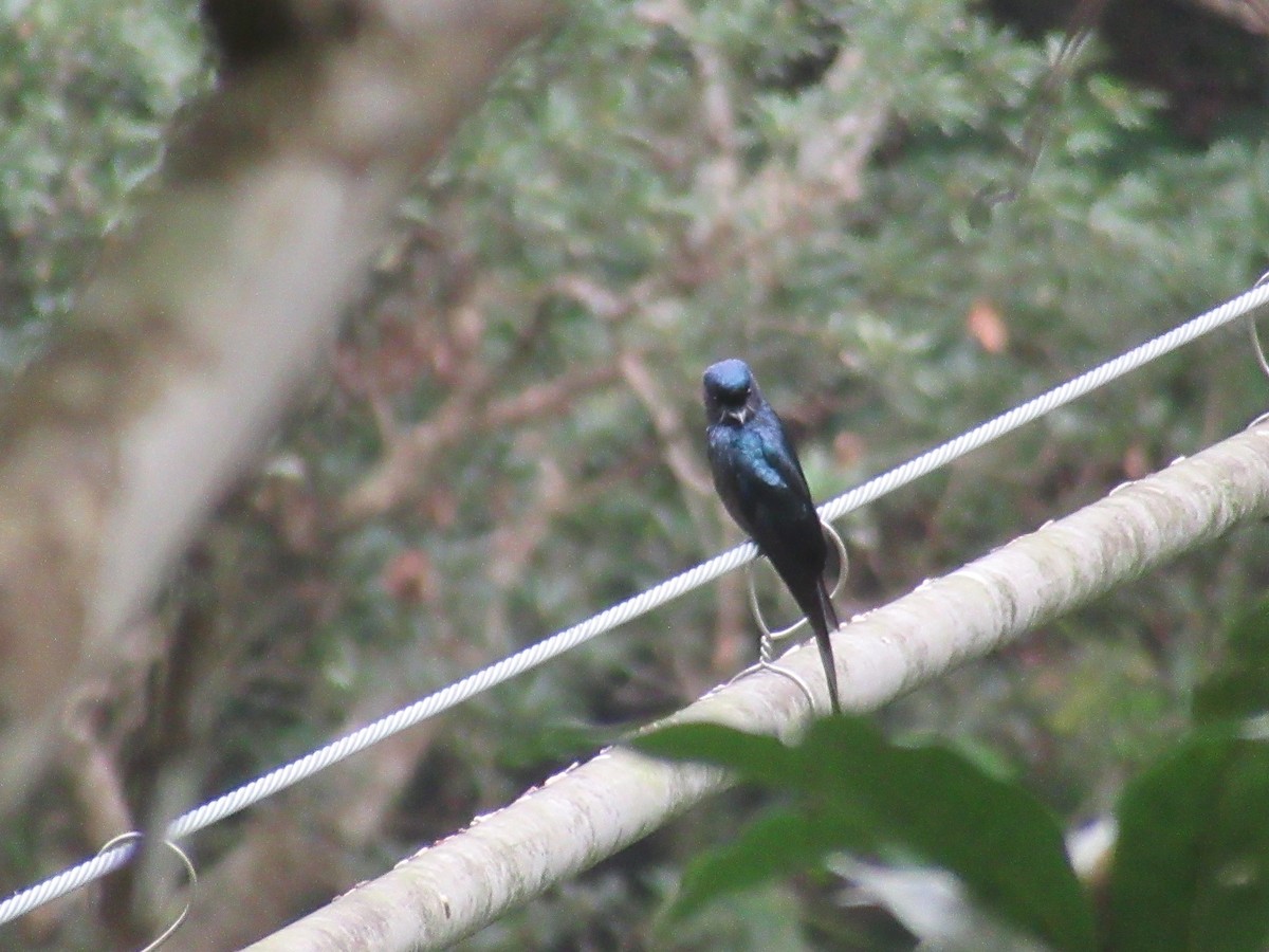 Bronzed Drongo - ML644379898