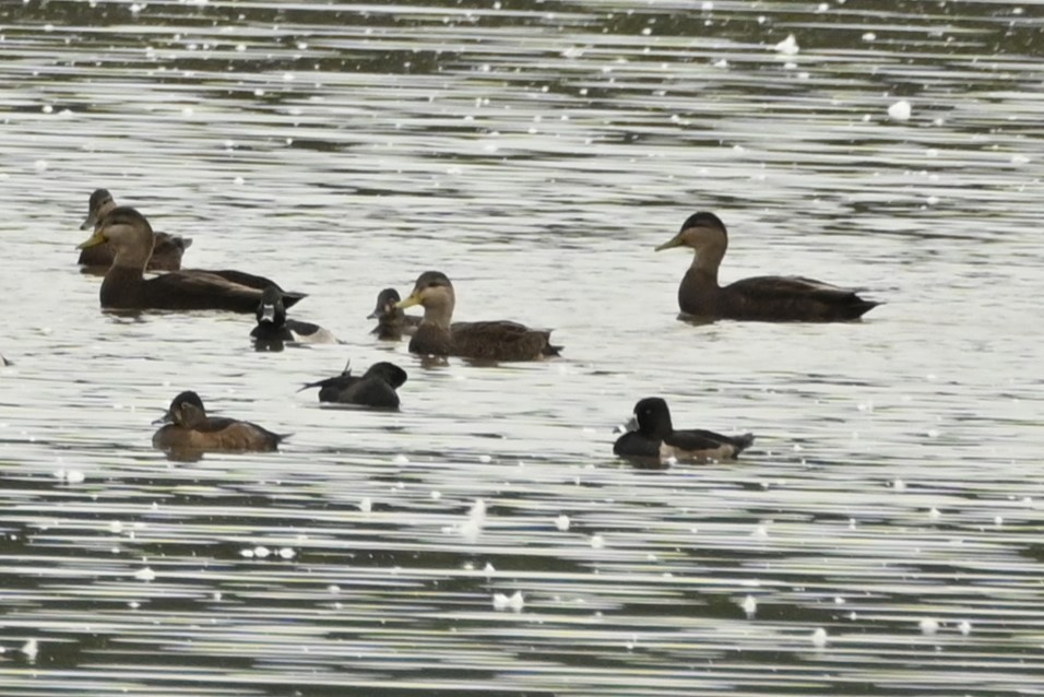 American Black Duck - ML644379899