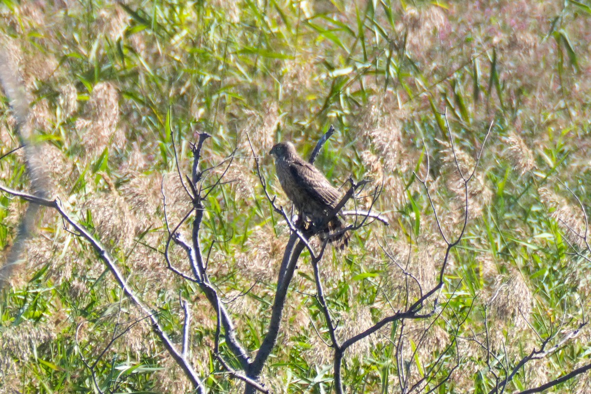 Eastern Marsh Harrier - ML644379900