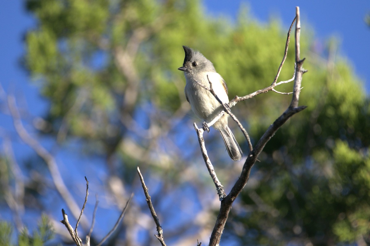 Чернохохлая гренадерка - ML644379916