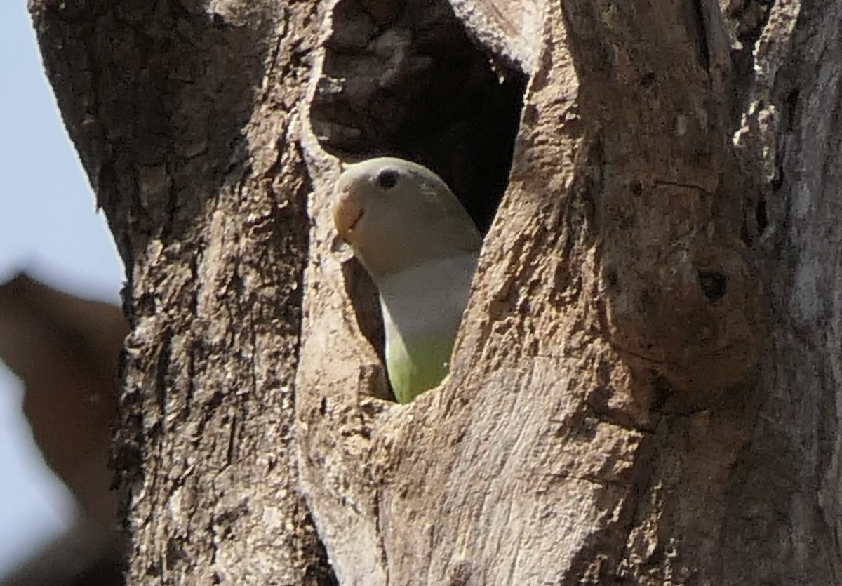 Grauköpfchen - ML644379923