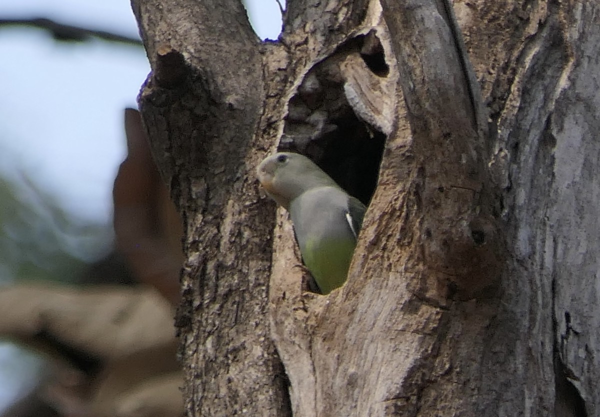 Grauköpfchen - ML644379924