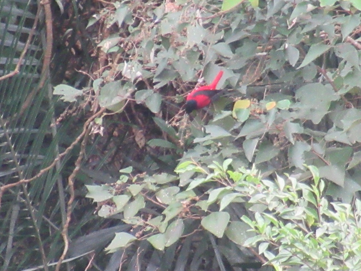 žluva kaštanová - ML644379925