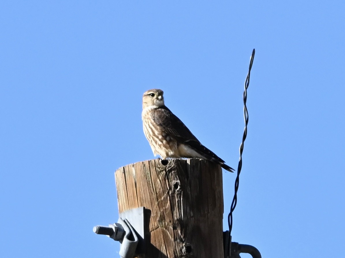 Merlin - ML644379935