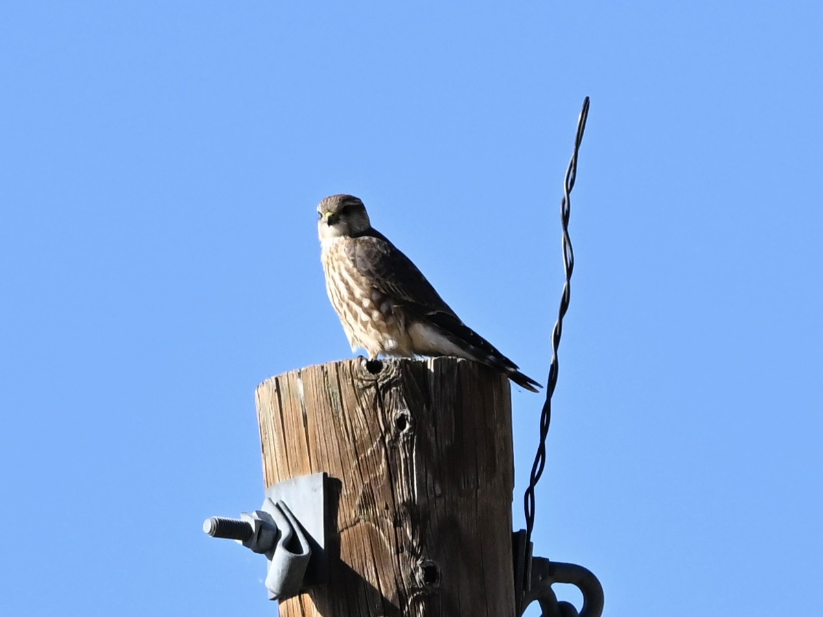 Merlin - ML644379936