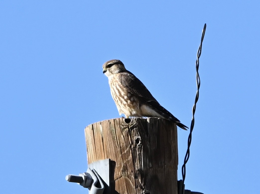 Merlin - ML644379937