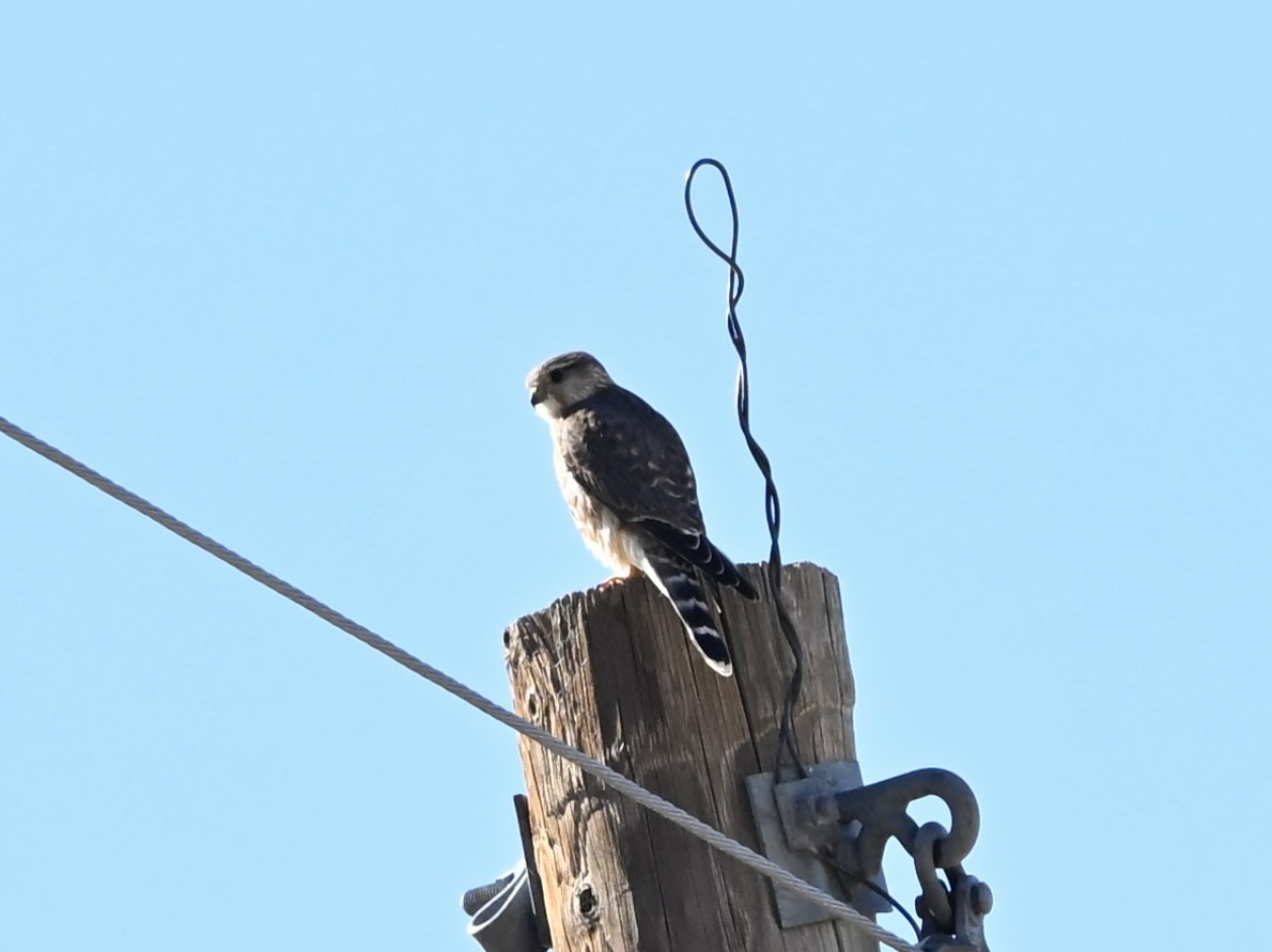 Merlin - ML644379938