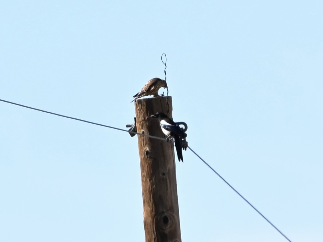 Merlin - ML644379940