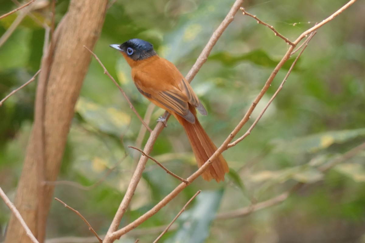 Malagasy Paradise-Flycatcher (Malagasy) - ML644379945