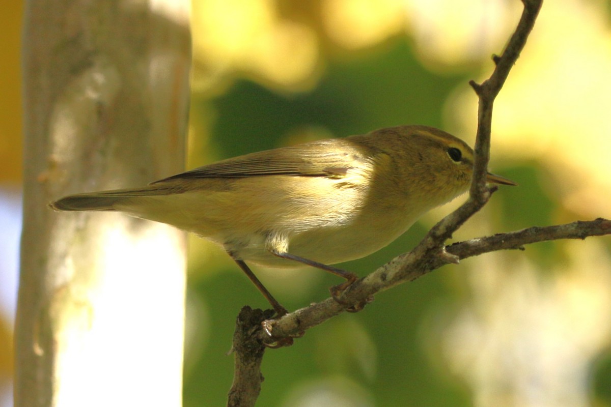 gransanger - ML644379947