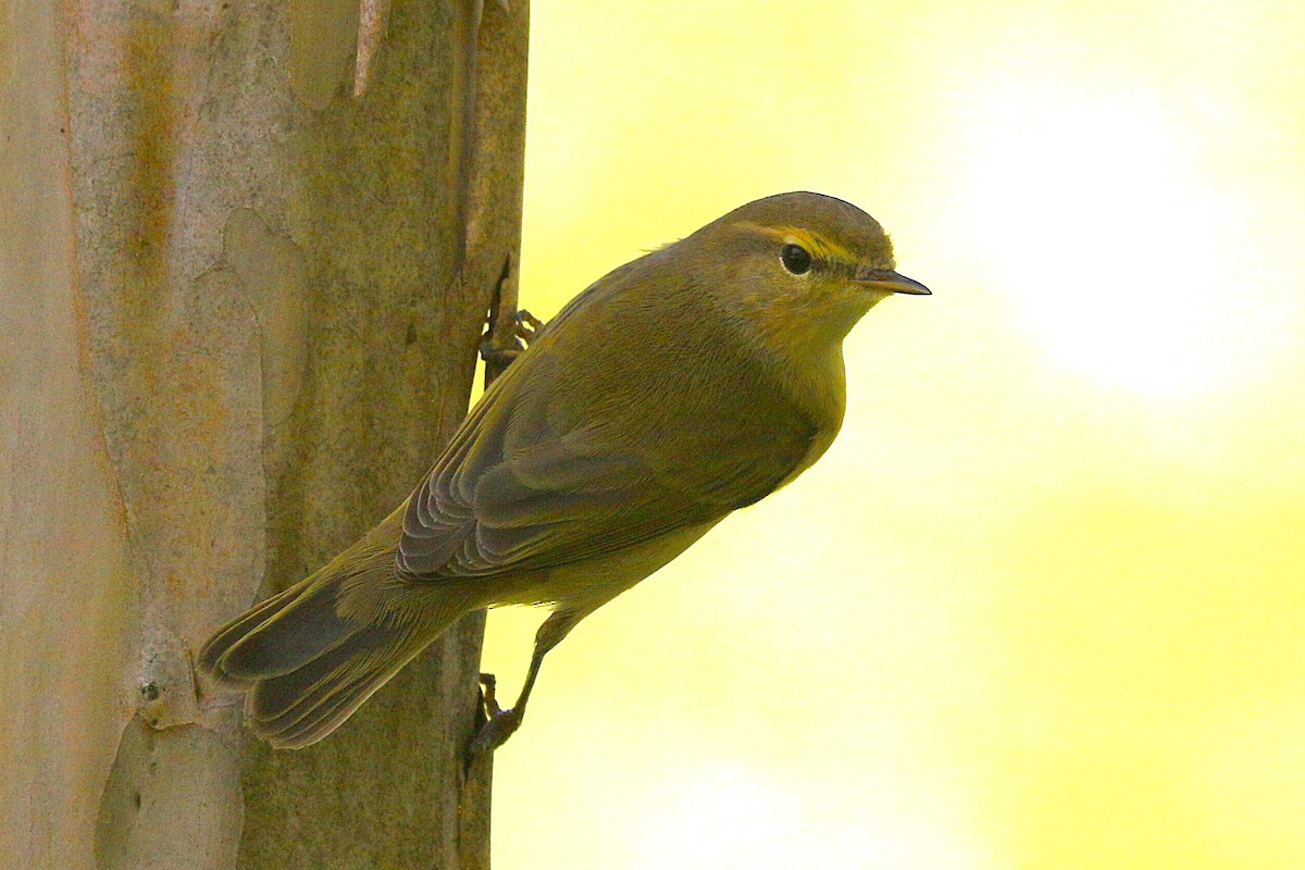 gransanger - ML644379949