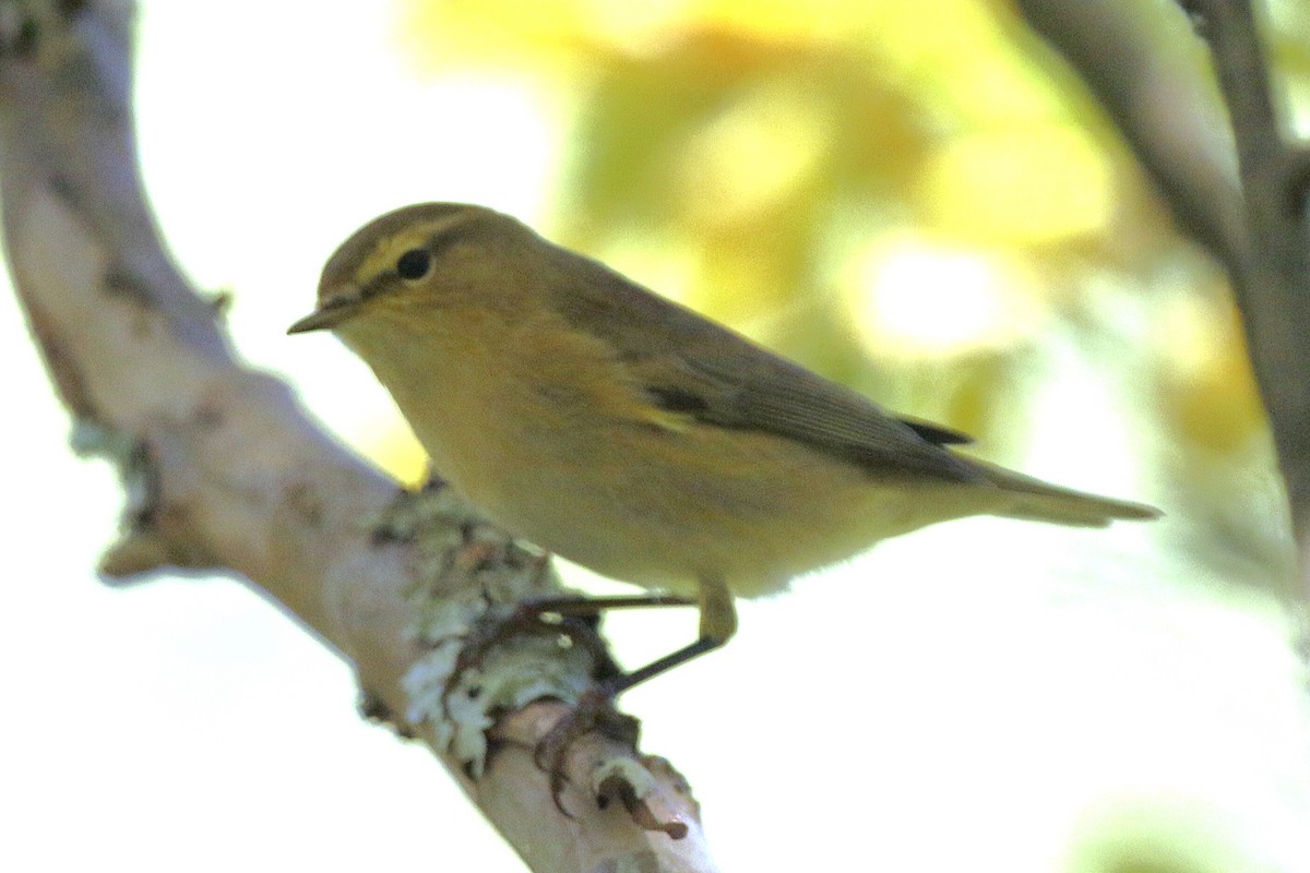 gransanger - ML644379950